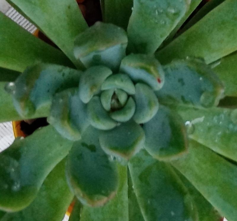Una foto de Echeveria Reia Tanaka ( Echeveria pulidonis x E. secunda) (HIBRIDO)