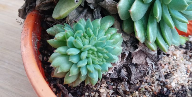 Una foto de Echeveria Ron Evans fma. crestada (E. amoena x setosa) (HIBRIDO)