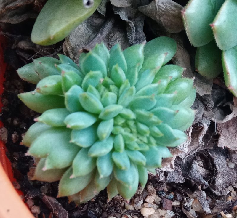 Una foto de Echeveria Ron Evans fma. crestada (E. amoena x setosa) (HIBRIDO)