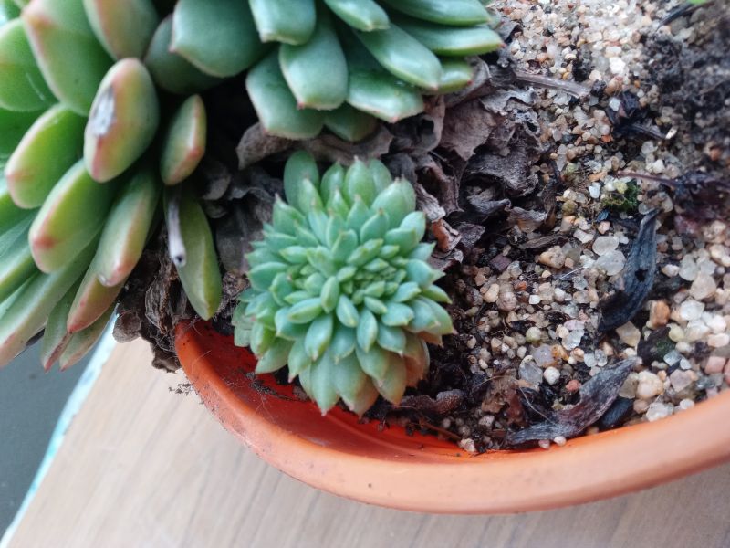 Una foto de Echeveria Ron Evans fma. crestada (E. amoena x setosa) (HIBRIDO)