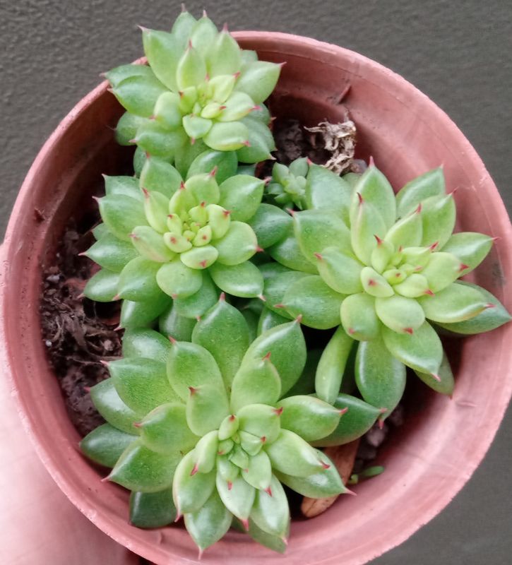 A photo of Echeveria agavoides 
