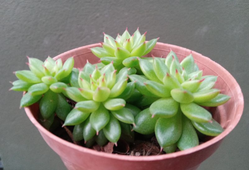 A photo of Echeveria agavoides 