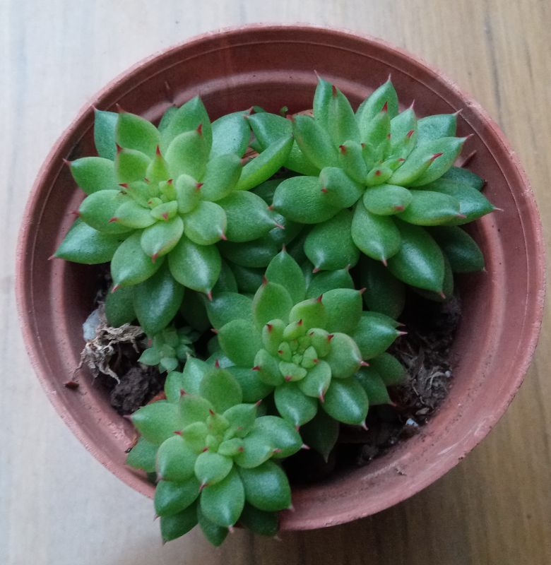A photo of Echeveria agavoides 