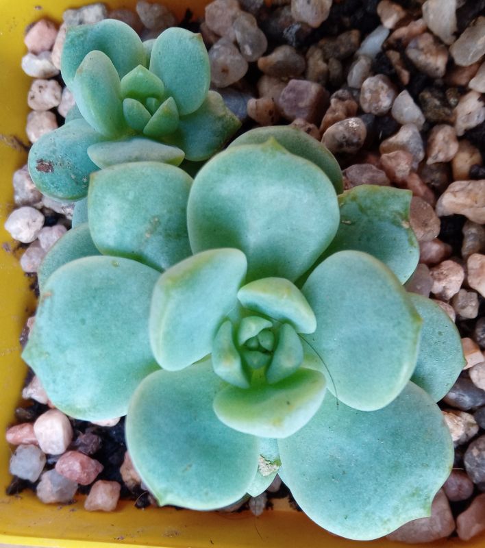 Una foto de Sedeveria Pudgy (Sedum clavatum x Echeveria derenbergii) (HIBRIDO)