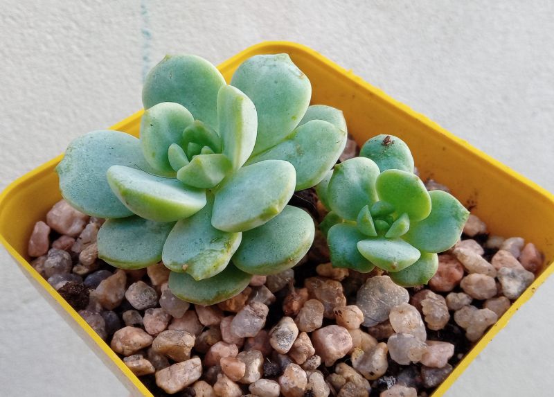 Una foto de Sedeveria Pudgy (Sedum clavatum x Echeveria derenbergii) (HIBRIDO)