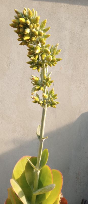 Una foto de Kalanchoe luciae ssp. luciae
