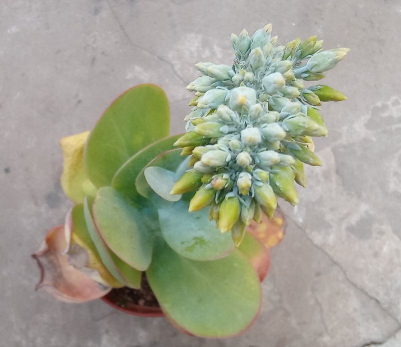 Una foto de Kalanchoe luciae ssp. luciae