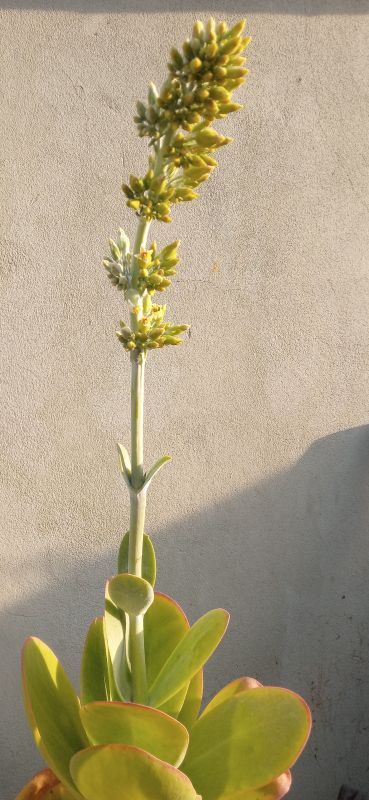 Una foto de Kalanchoe luciae ssp. luciae