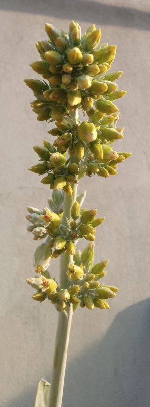 Una foto de Kalanchoe luciae ssp. luciae