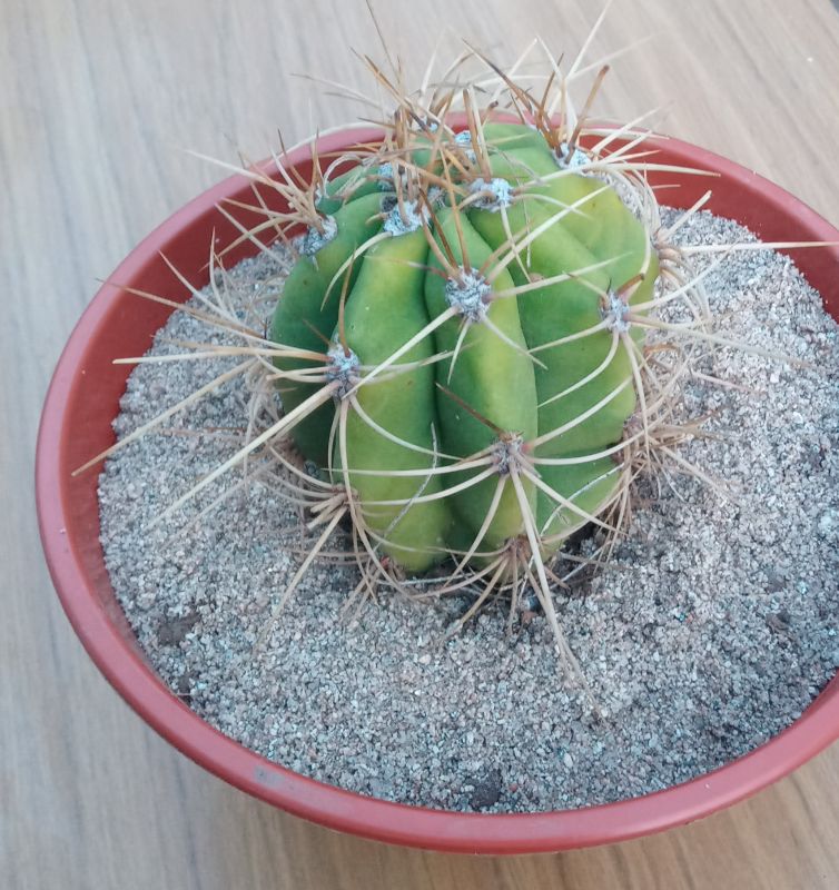 A photo of Echinopsis terscheckii
