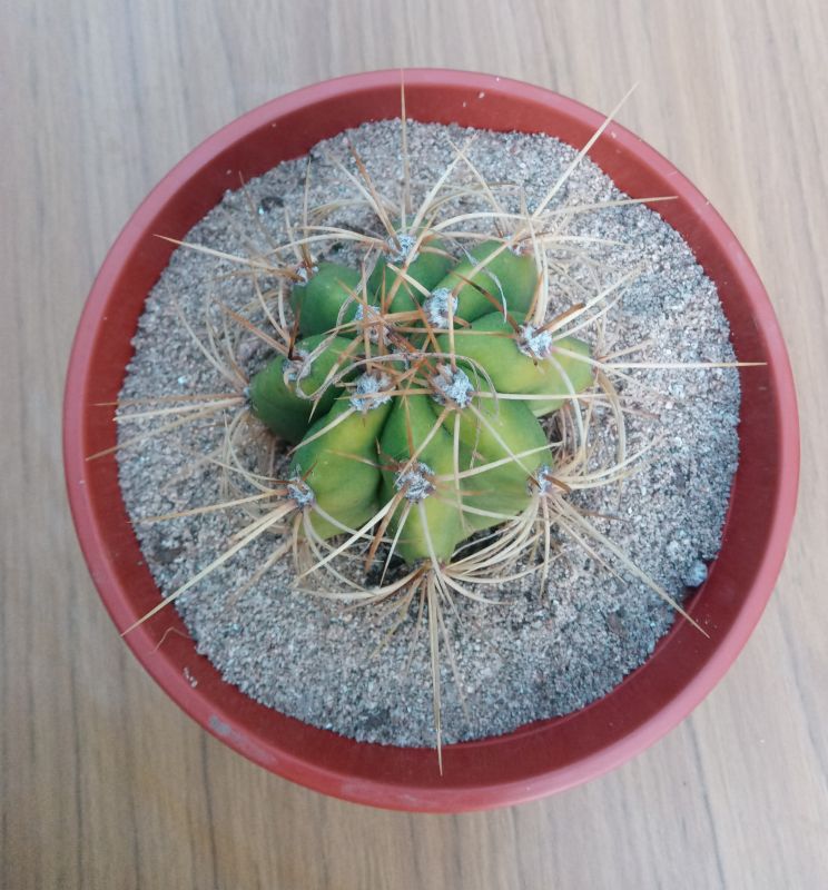 A photo of Echinopsis terscheckii