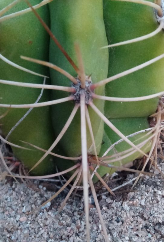 A photo of Echinopsis terscheckii