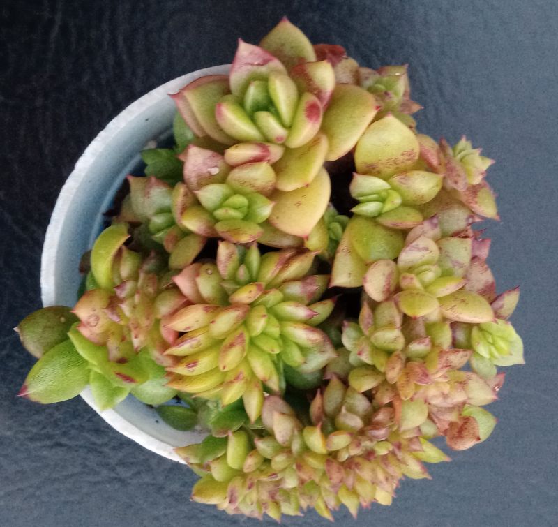 Una foto de Echeveria x gilva fma. crestada