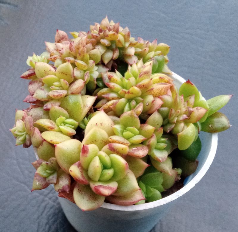 Una foto de Echeveria x gilva fma. crestada
