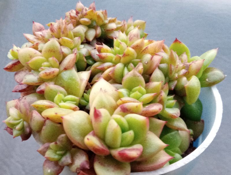 Una foto de Echeveria x gilva fma. crestada