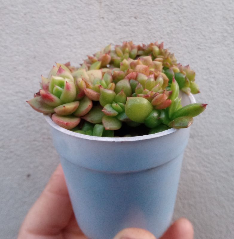Una foto de Echeveria x gilva fma. crestada