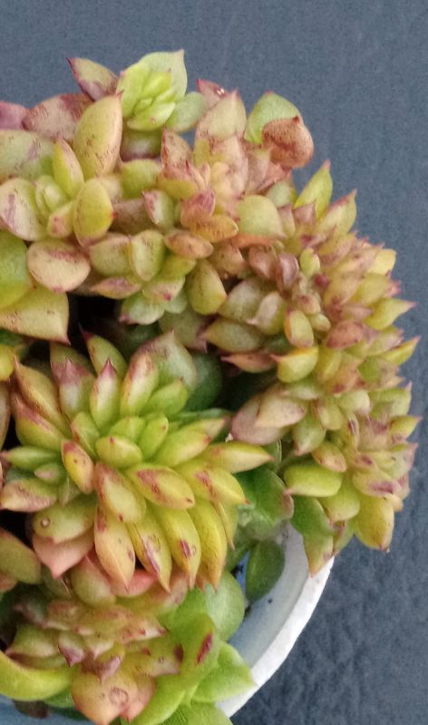 Una foto de Echeveria x gilva fma. crestada