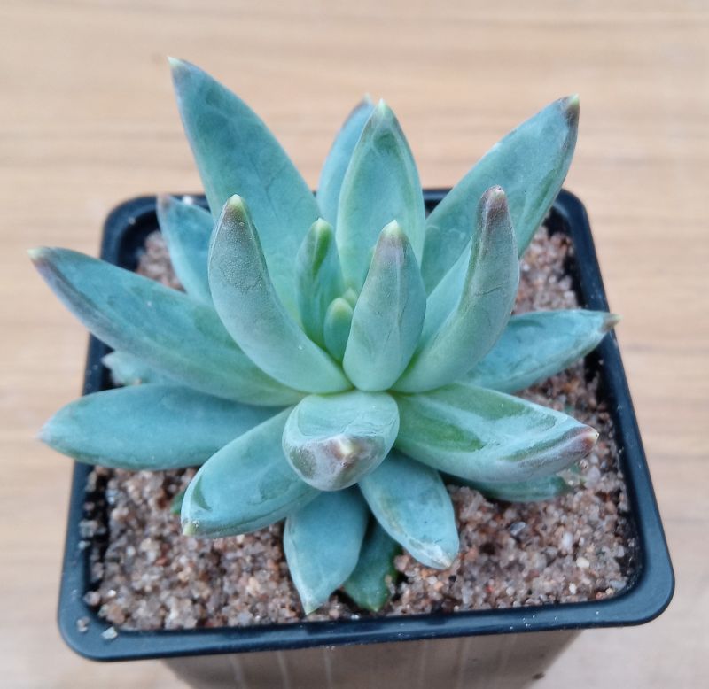 Una foto de Pachyphytum hookeri