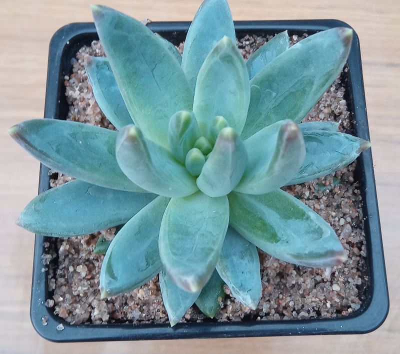 Una foto de Pachyphytum hookeri
