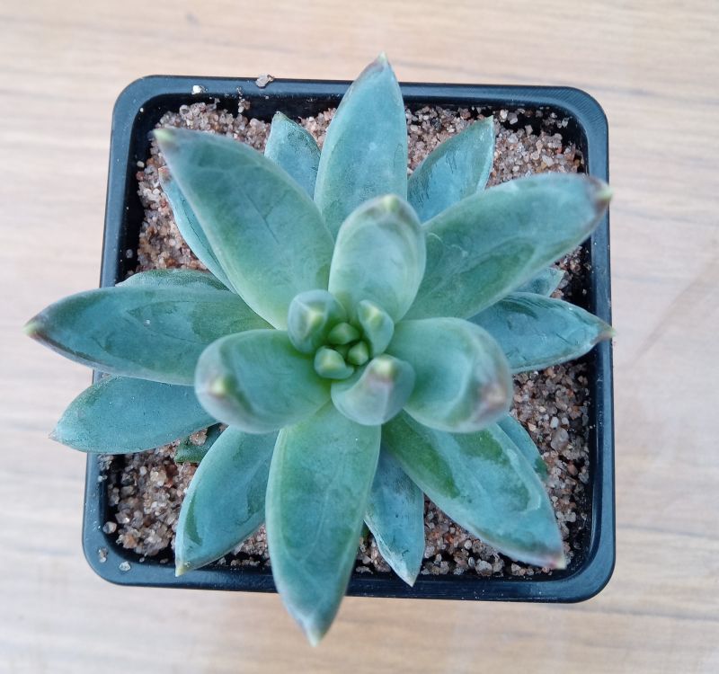 Una foto de Pachyphytum hookeri