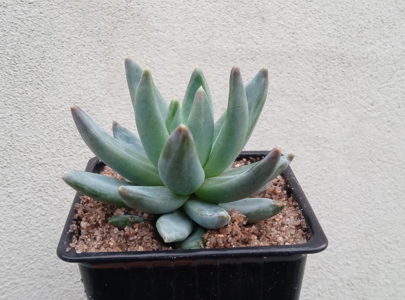 Una foto de Pachyphytum hookeri