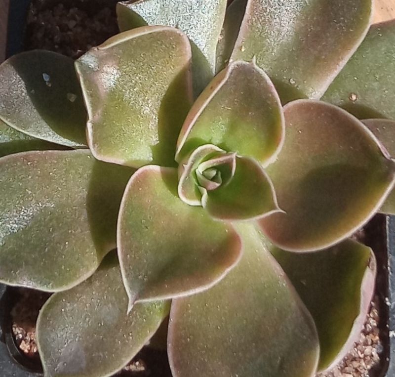 Una foto de Echeveria racemosa
