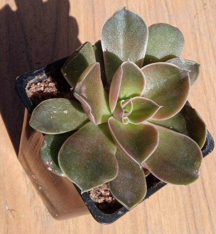 Una foto de Echeveria racemosa