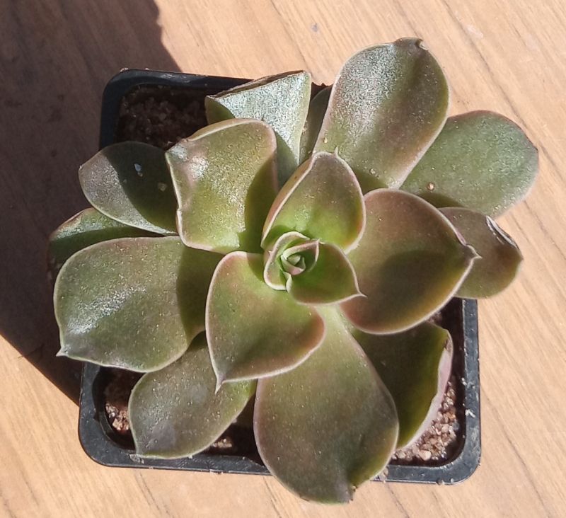 Una foto de Echeveria racemosa