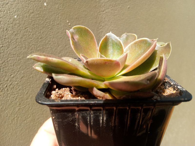 Una foto de Echeveria racemosa