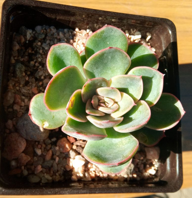 Una foto de Echeveria Esther (E. pulidonis x E. derenbergii) (HIBRIDO)