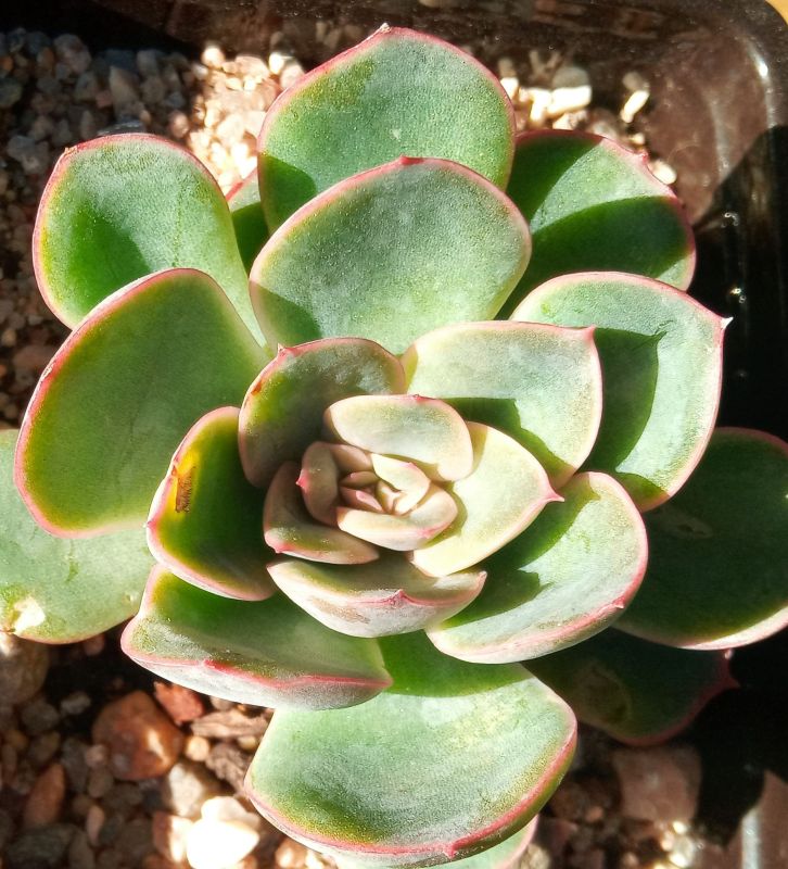 Una foto de Echeveria Esther (E. pulidonis x E. derenbergii) (HIBRIDO)
