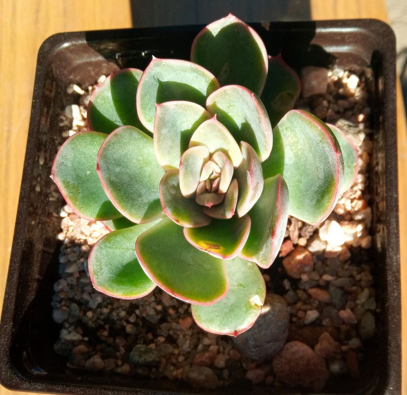 Una foto de Echeveria Esther (E. pulidonis x E. derenbergii) (HIBRIDO)