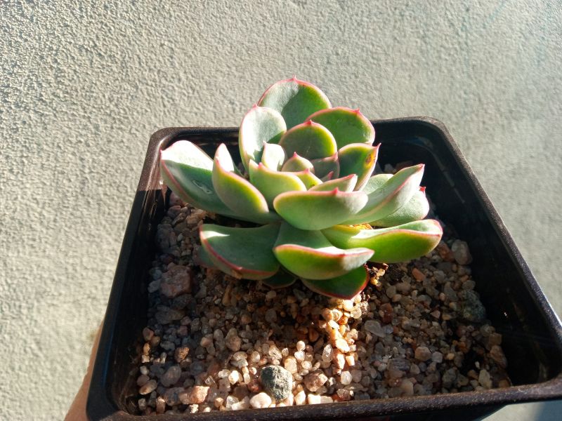 Una foto de Echeveria Esther (E. pulidonis x E. derenbergii) (HIBRIDO)