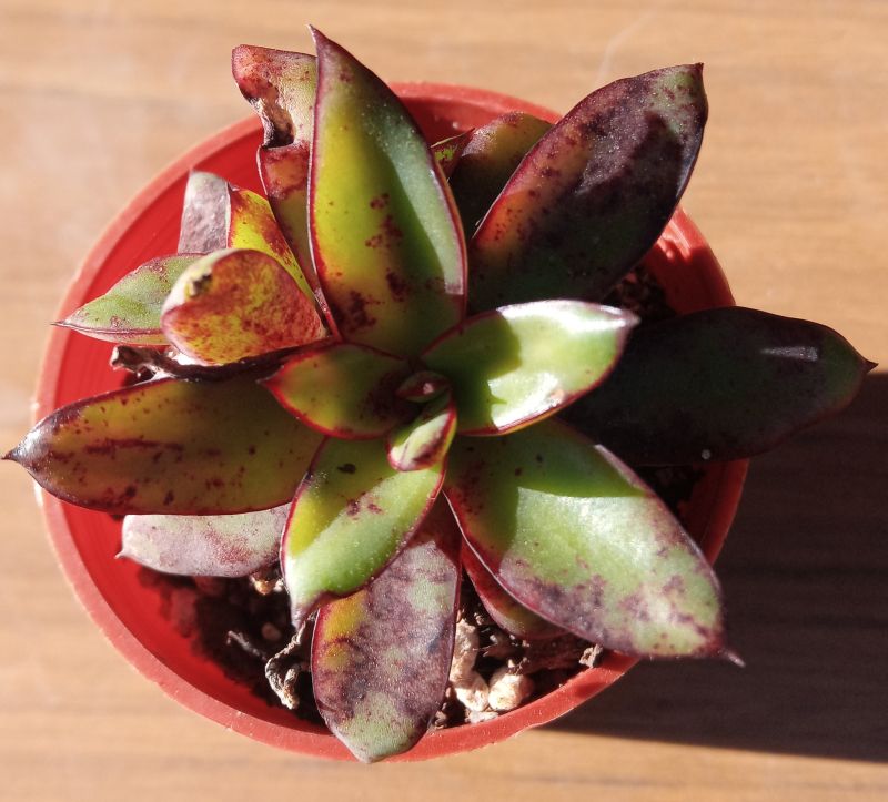 Una foto de Echeveria tamaulipana  