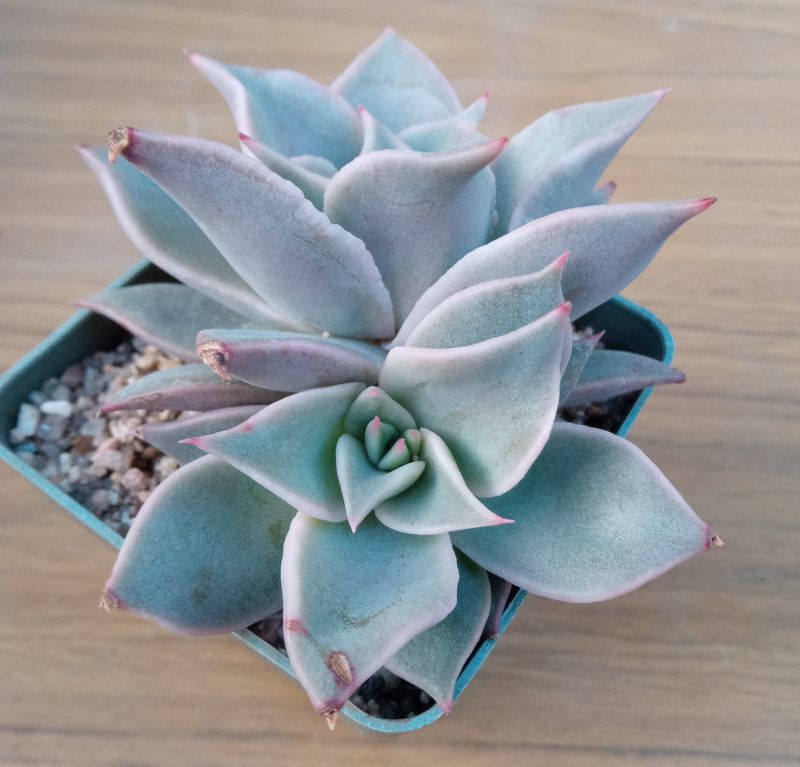 Una foto de Echeveria Madiba (HIBRIDO)