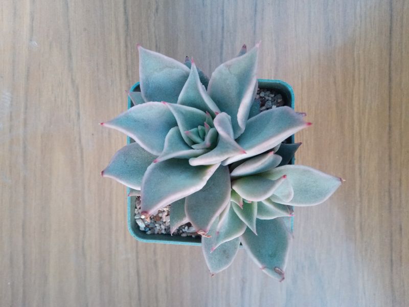 Una foto de Echeveria Madiba (HIBRIDO)