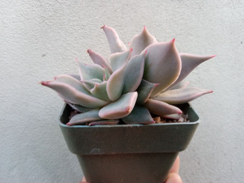 Una foto de Echeveria Madiba (HIBRIDO)