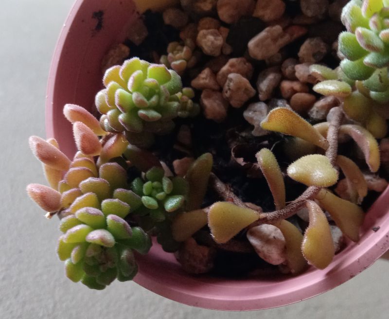 Una foto de Sedum versadense  
