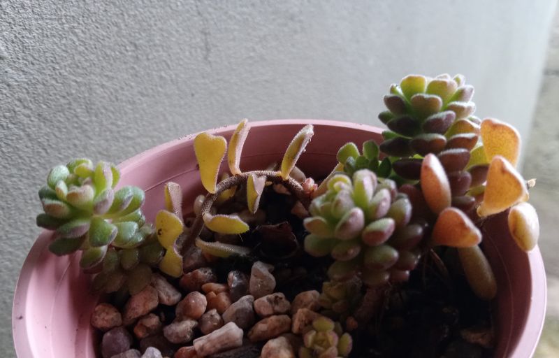 Una foto de Sedum versadense  