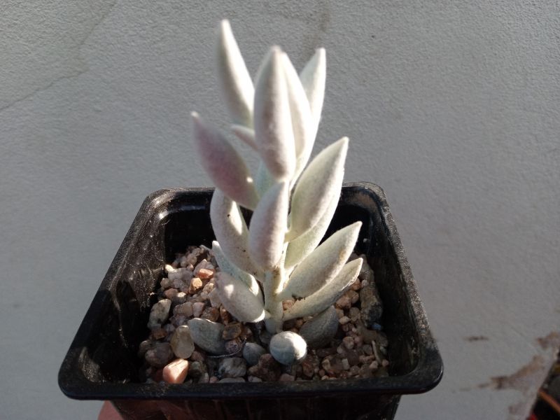 Una foto de Senecio haworthii