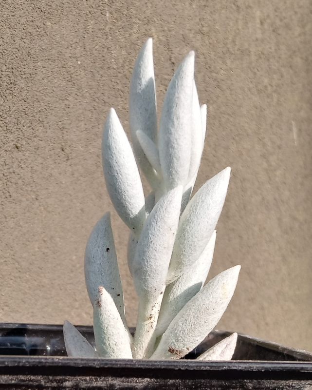Una foto de Senecio haworthii