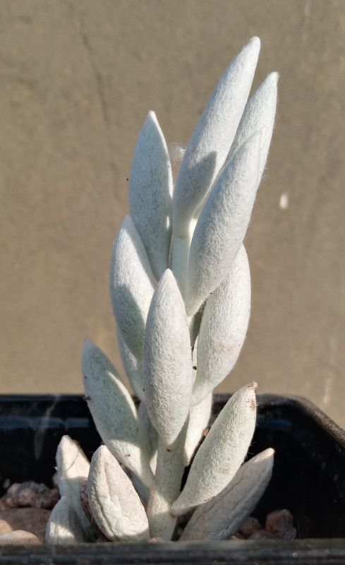 Una foto de Senecio haworthii