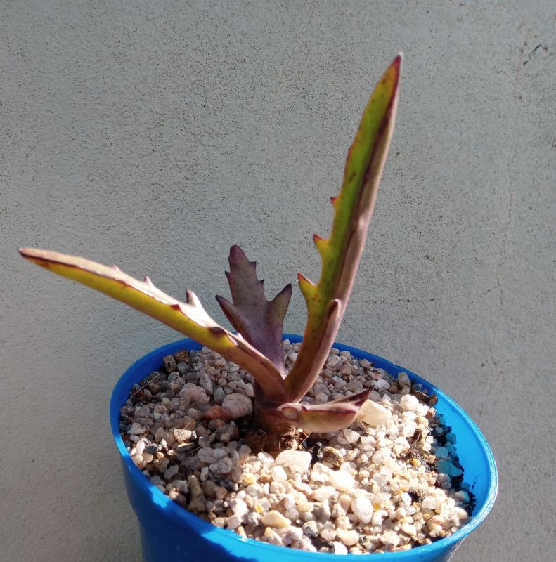 Una foto de Kalanchoe synsepala var. dissecta (hort)