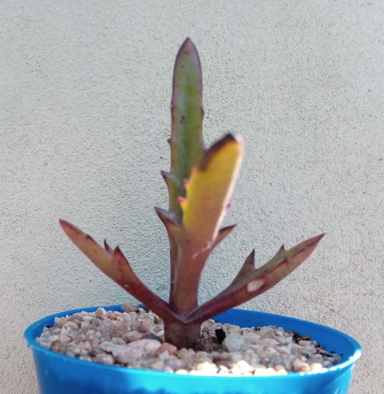 Una foto de Kalanchoe synsepala var. dissecta (hort)