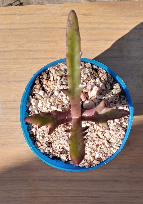 Una foto de Kalanchoe synsepala var. dissecta (hort)