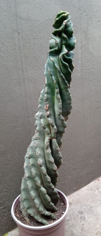 A photo of Cereus forbesii f. spiraliforme