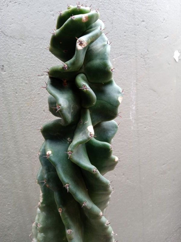 A photo of Cereus forbesii f. spiraliforme