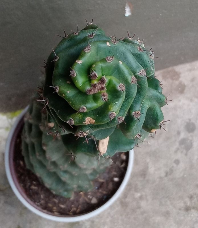 A photo of Cereus forbesii f. spiraliforme