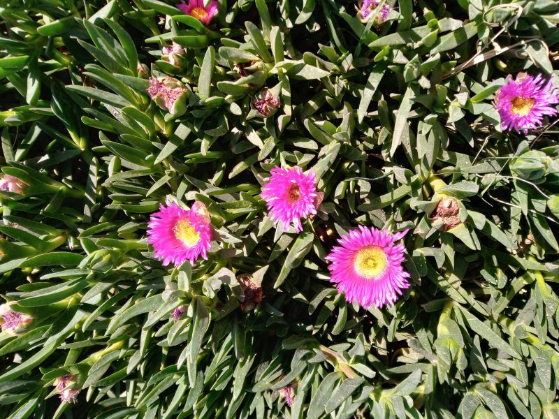 A photo of Carpobrotus acinaciformis