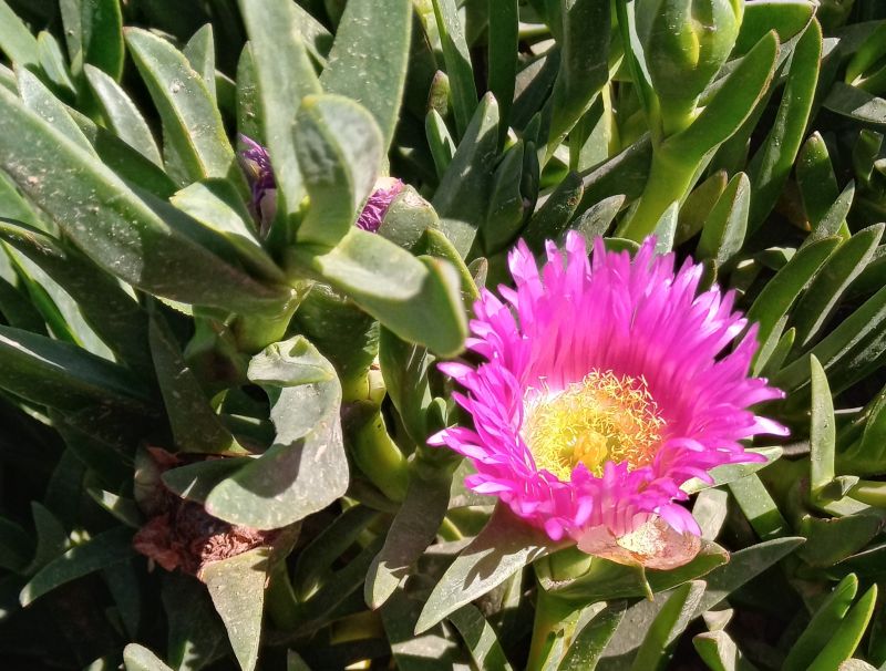 A photo of Carpobrotus acinaciformis